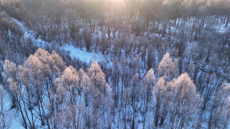 冷空气笼罩的雪原树林