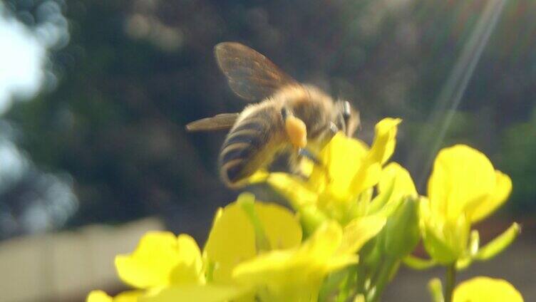 唯美意境春暖花开蝴蝶飞舞蜜蜂采蜜