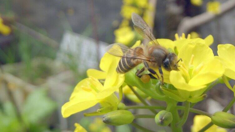 飞行中的蜜蜂采蜜
