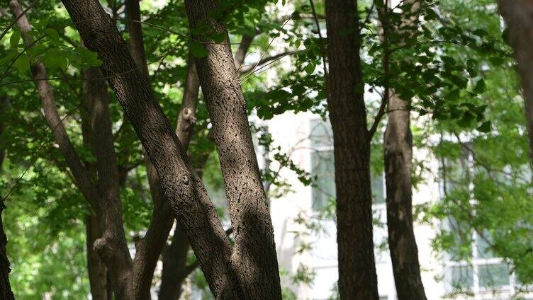 4k 拍摄校园 树林 树叶