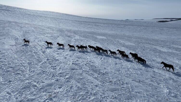 雪原牧场上的蒙古马
