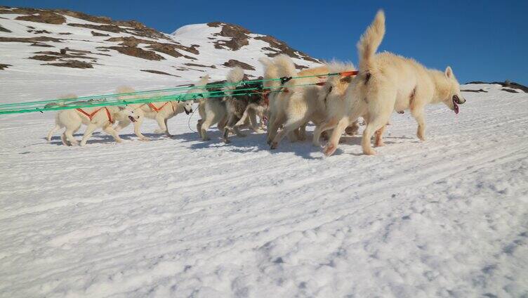 格陵兰狗拉雪橇