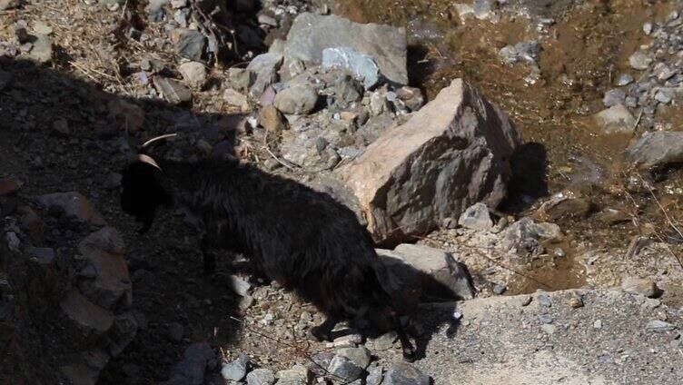 野外动物 奔跑的岩羊高原黑山羊 藏区动物