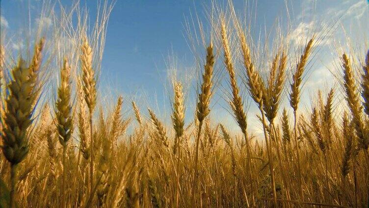 农业种植 金黄成熟麦穗 粮食生产