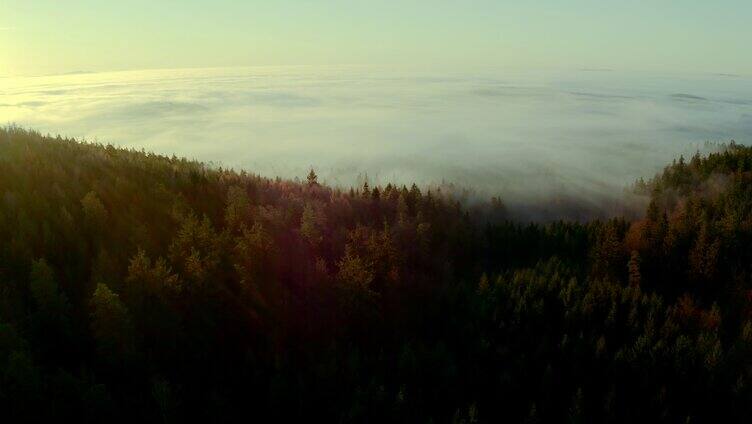 森林里的迷雾航拍
