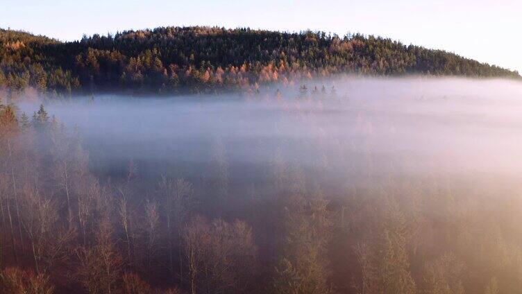 森林里的迷雾航拍