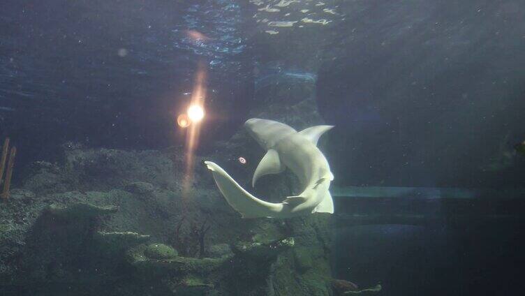 水族馆游玩 各种鱼类状态鲨鱼 自然动物