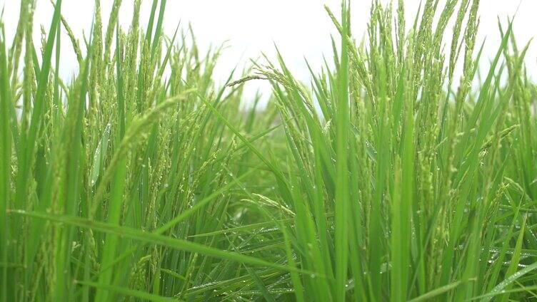 农业种植 稻田麦穗大米 粮食生产