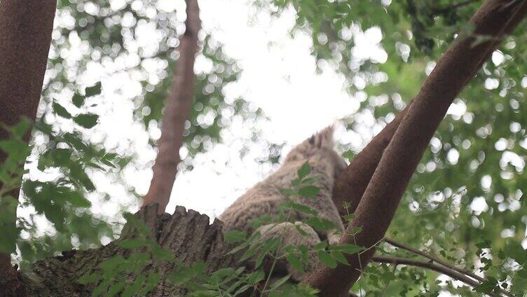 动物园游玩 树上的考拉 自然动物