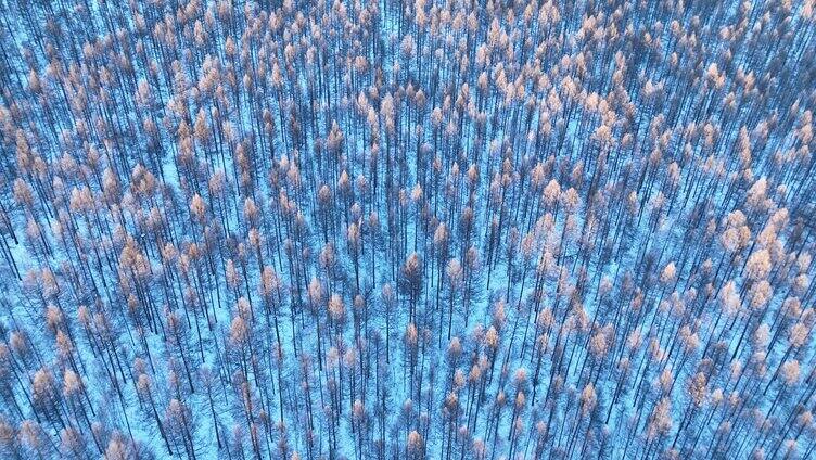 鸟瞰蓝色雪原松林红树梢