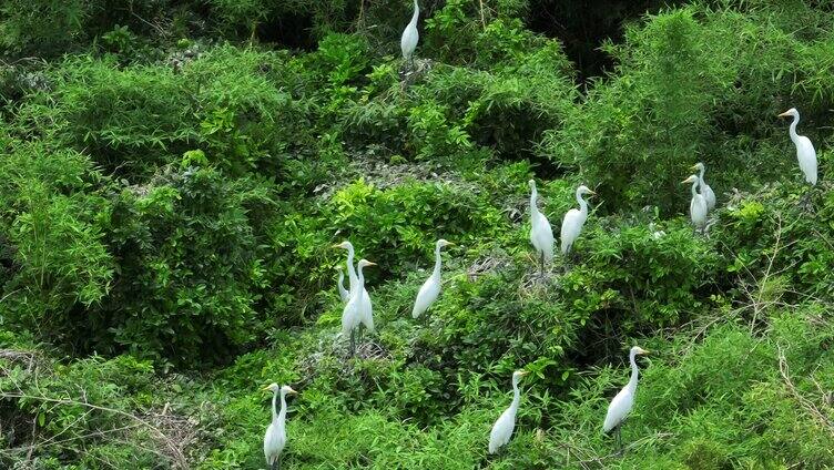 湿地候鸟保护区鸟类繁殖地鸟群【组镜】
