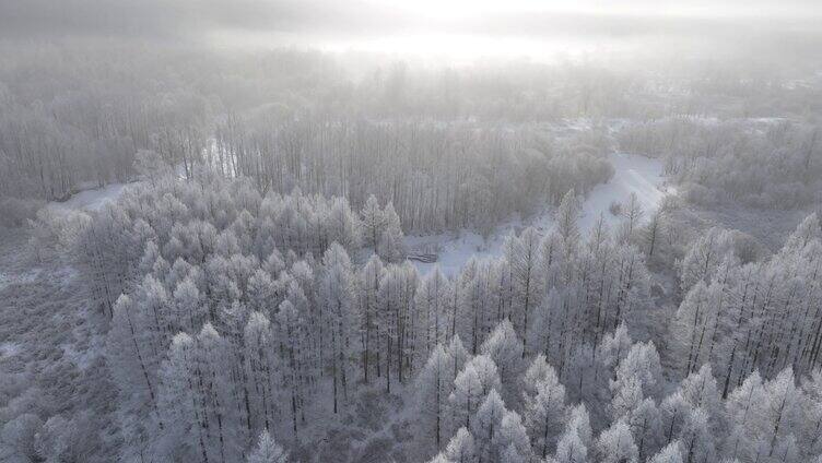 曙光照耀冻雾迷漫的林海雪原