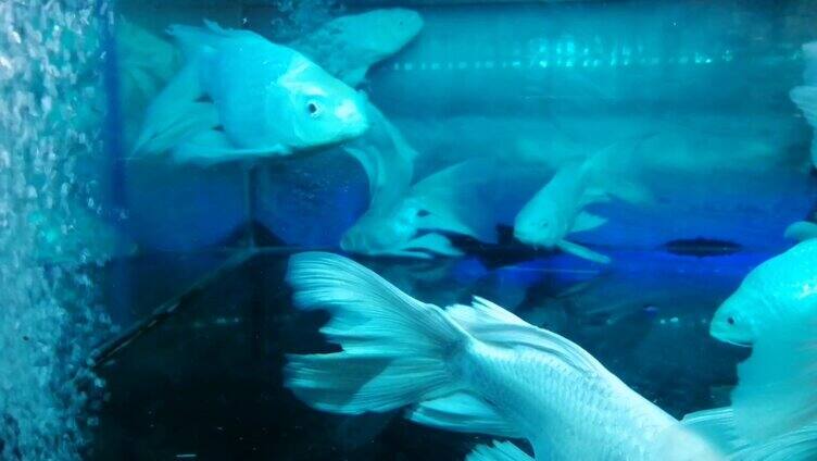 鱼缸里供人们观赏的灰白金鱼