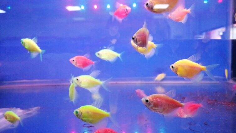 鱼缸里供人们观赏的五颜六色的金鱼