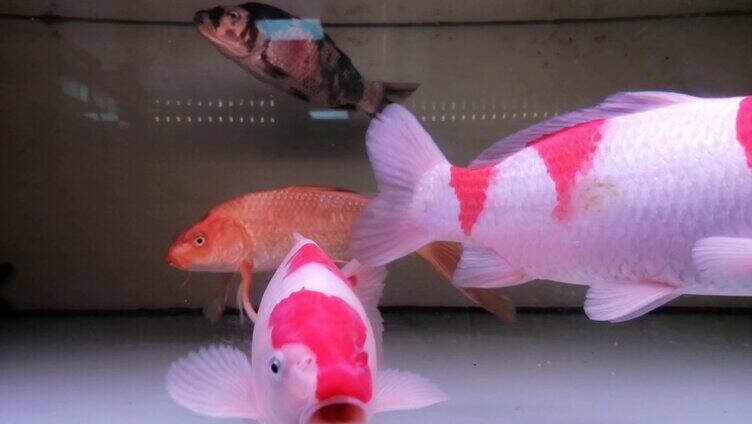 鱼缸里供人们观赏的红白相间的金鱼