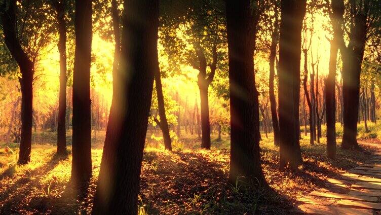 冬日黄昏暖阳树林丁达尔光线