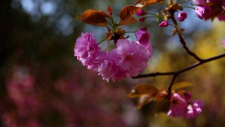 鲜花花卉清新画面素材