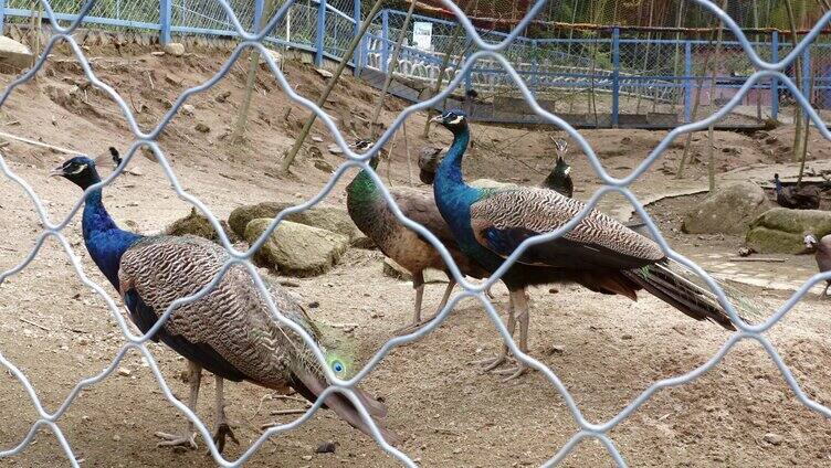 孔雀 动物 鸟类 梅岭公园 羽毛