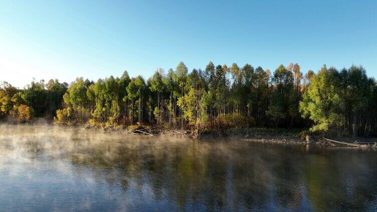 晨雾迷漫的秋季清澈森林河