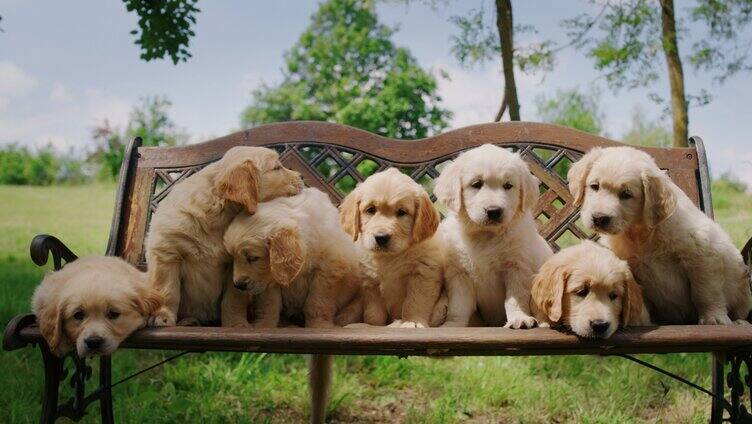 七只小狗在公园长椅上张望