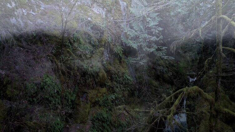 森林 山泉 原始森林 丛林 云雾 流水