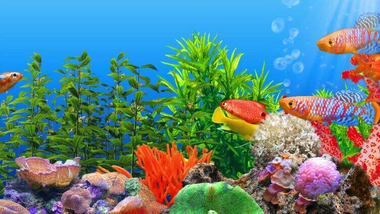 3D海底观赏鱼群 8K宽屏无缝循环