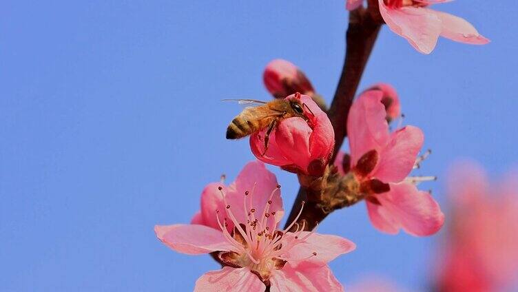 春天蜜蜂桃花采蜜合集