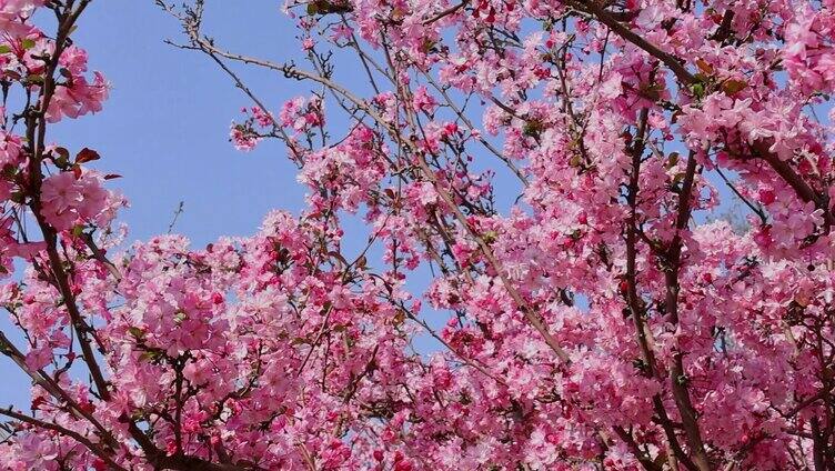 春天春季唯美花朵花海春游赏花