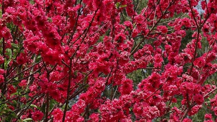 春天蜜蜂桃花采蜜合集