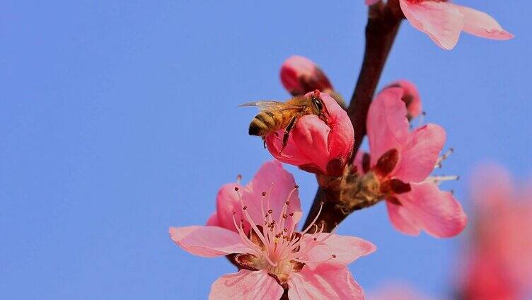 春天蜜蜂桃花采蜜合集
