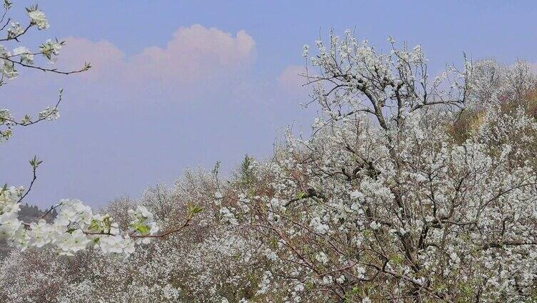 春暖花开梨花盛开合集