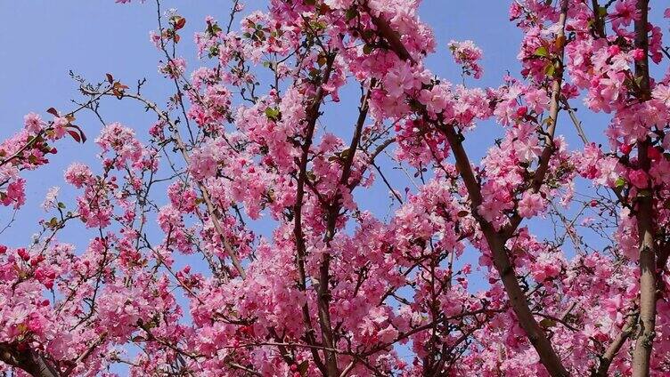 春天盛开的海棠花合集