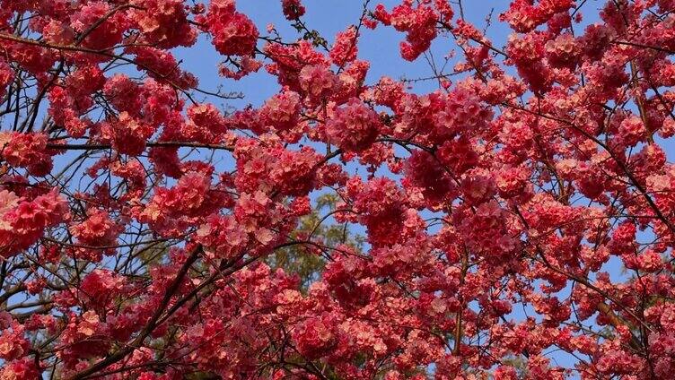 春天盛开的樱花合集