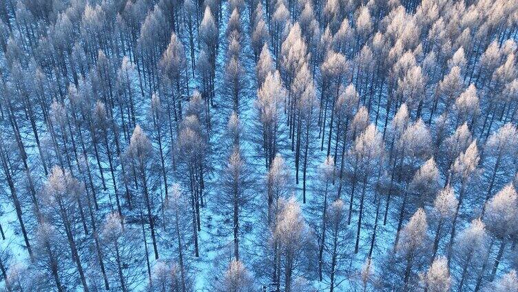 鸟瞰林海雪原阳光人工林松林