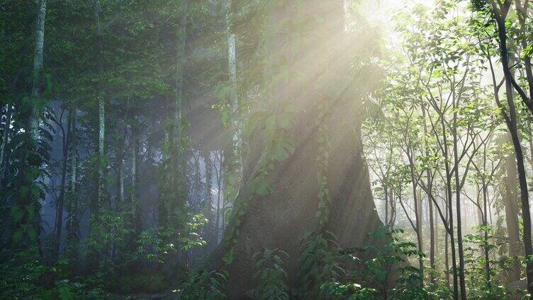 森林阳光洒下镜头