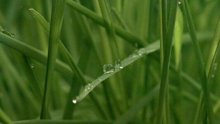 雨滴 小草特写空镜