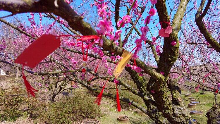 航拍上海金山花开海上梅花花开海上生态湿地