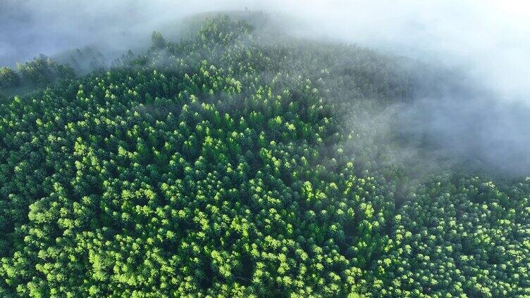 云雾迷漫的阳光绿色松林