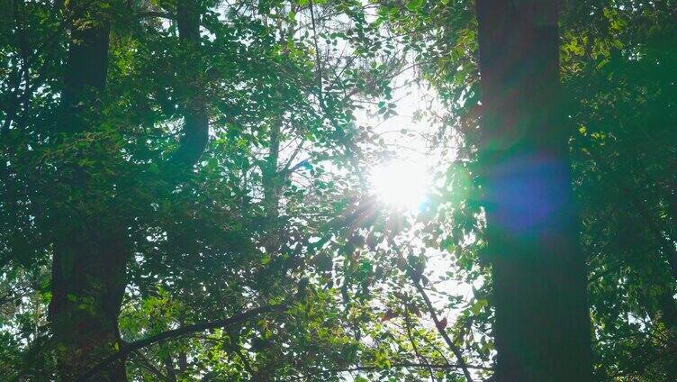 天然氧吧 森林光影 唯美阳光「组镜」