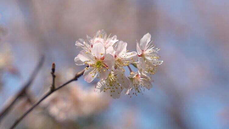 春季盛开樱花早樱