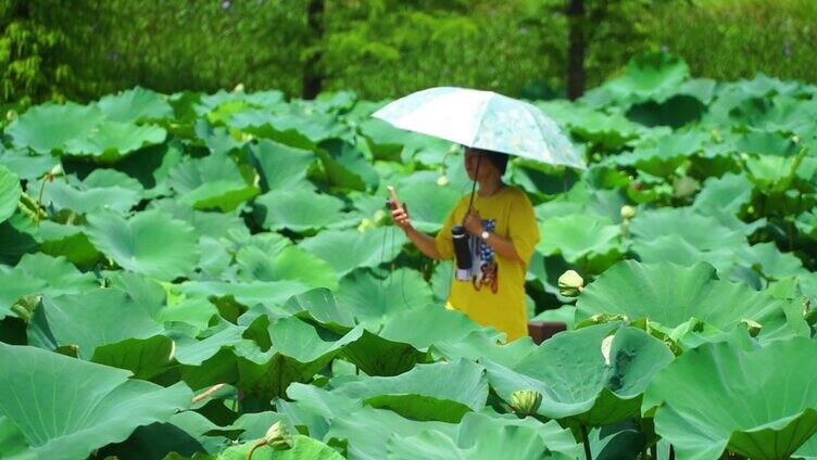 荷花池 游客 游玩