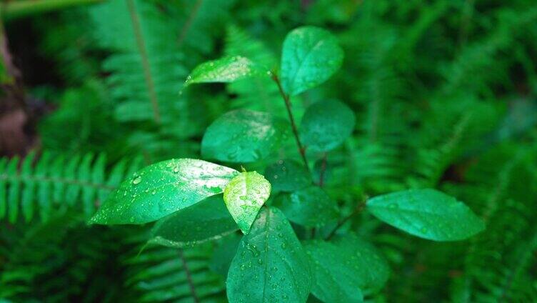 植物 大自然  微风吹动 树叶「组镜」