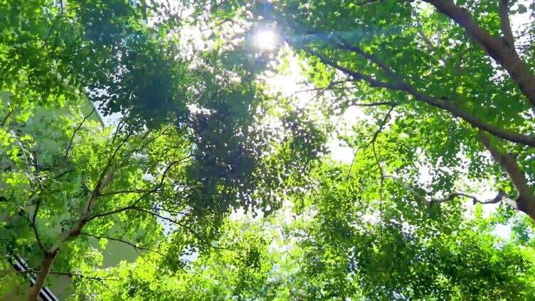 阳光透过树叶 绿意盎然