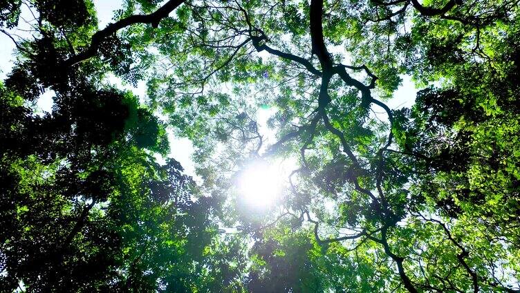 阳光透过树叶 树林