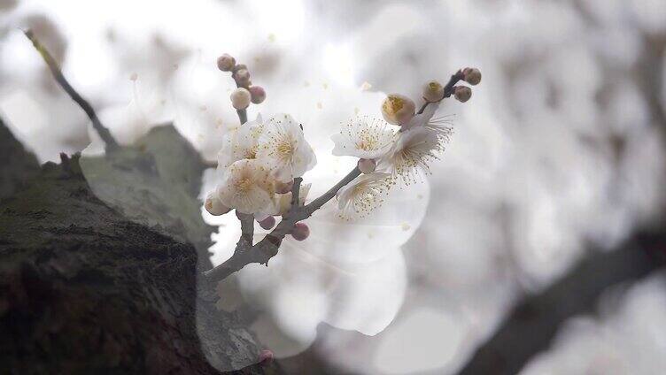 花开半夏 梅花桃花植物 美景视频