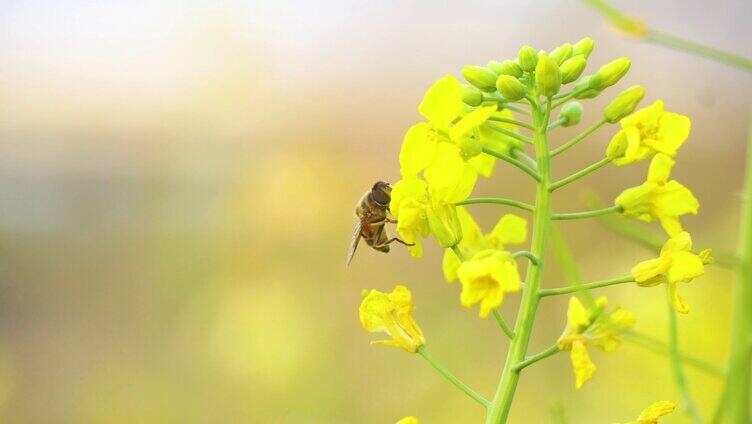 菜花 油菜花 蜜蜂 蜜蜂采蜜