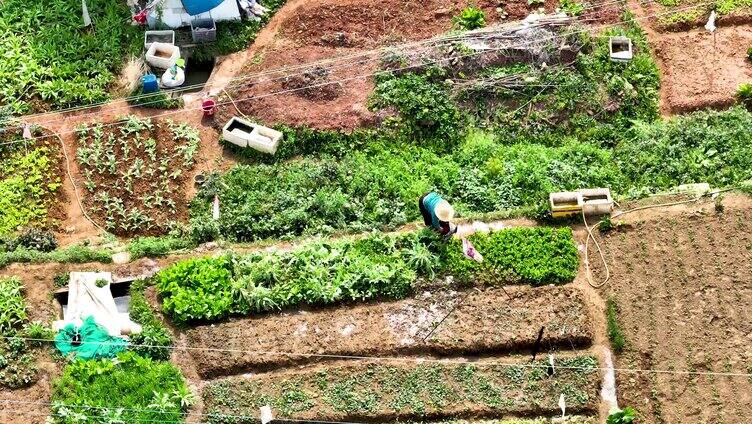 浇水 农民 洒水 灌溉