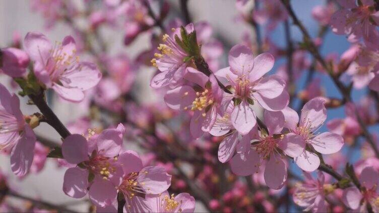 蝴蝶采蜜桃花开