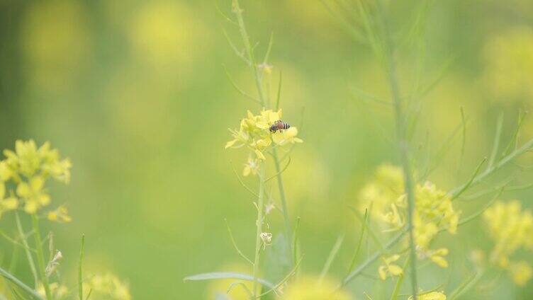 采蜜 蜜蜂 油菜花