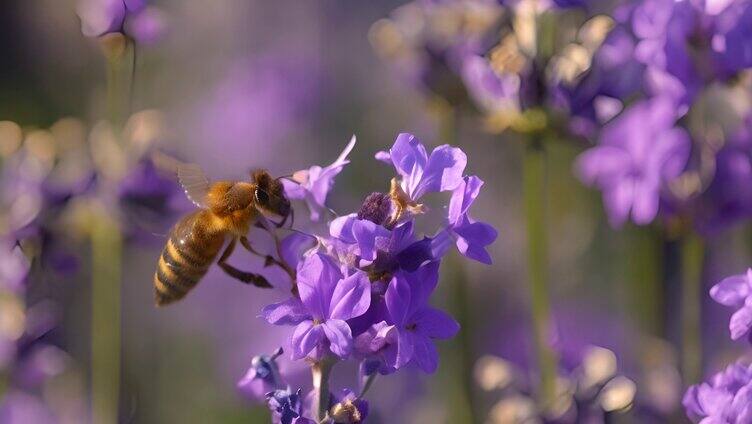 蜜蜂 紫罗兰 采蜜